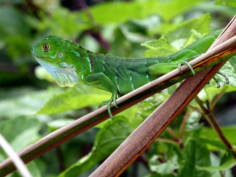 Costa Rica Retreat